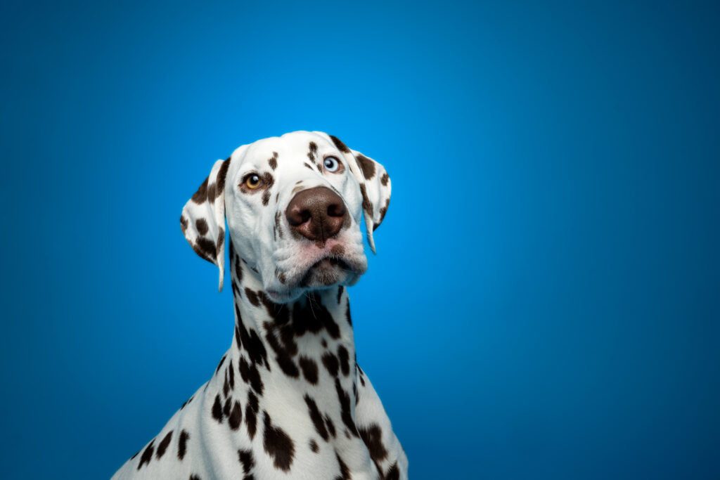 Dalmatien studio animalier