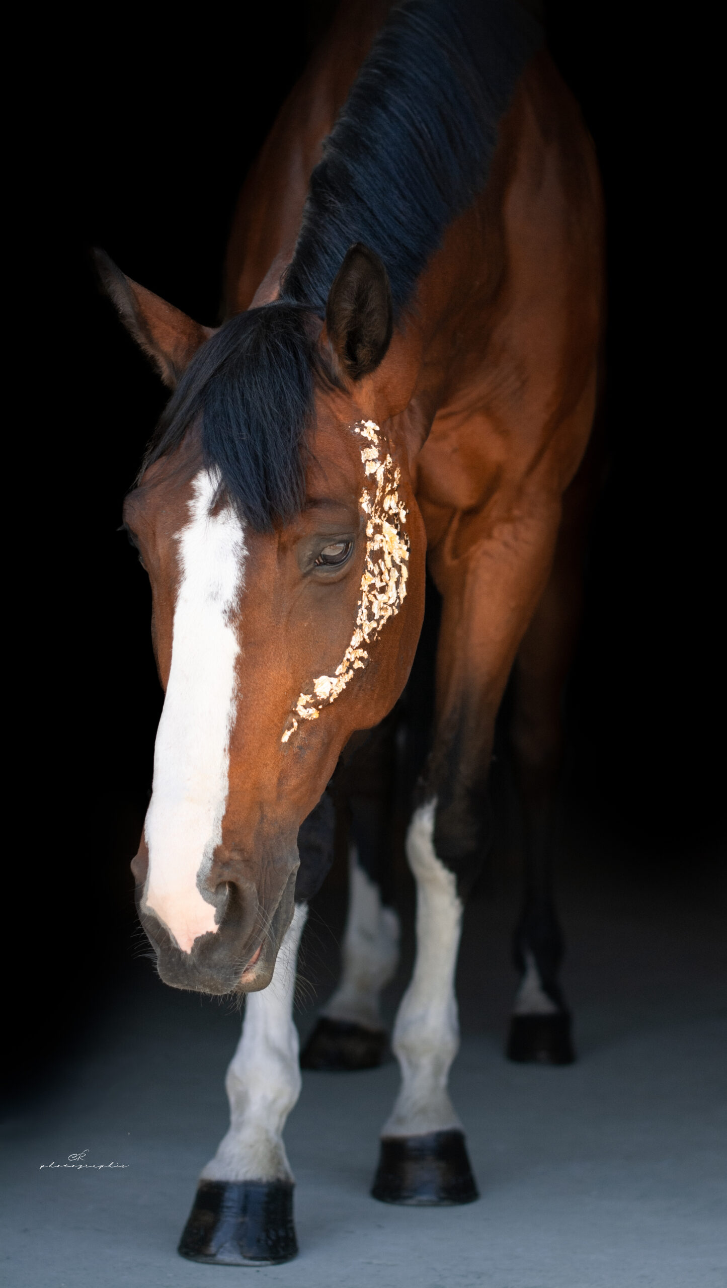 cheval fond noir